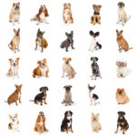 dog breeds