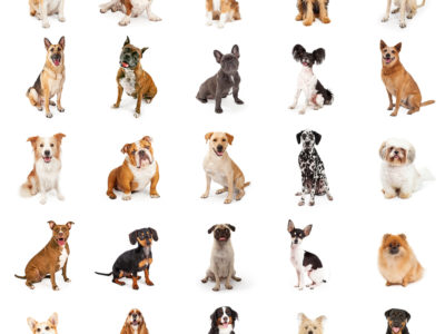 dog breeds